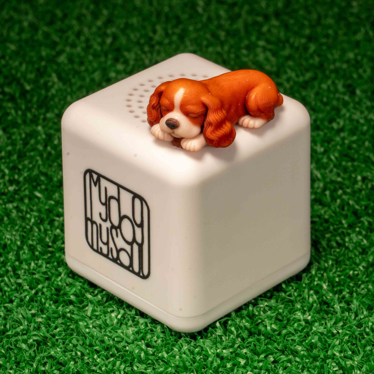 マイ ドッグ マイ ソウル キャバリアキングチャールズスパニエル ブレンハイム